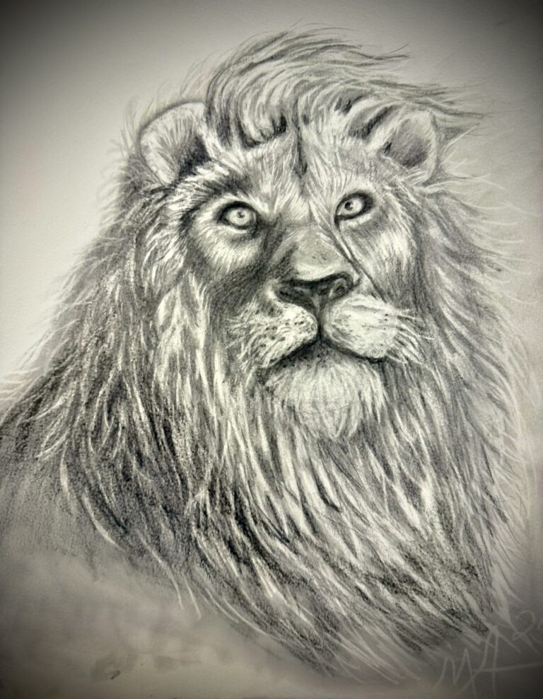 Lion Drawing